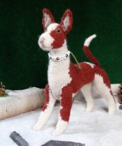 Podenco Ibicenco kort hår