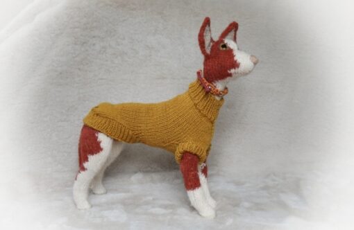 Podenco Ibicenco kort hår - Image 2