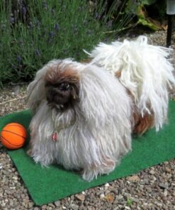 Pekingeser